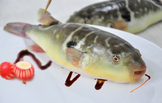養殖河豚魚(yú)12月起加工后可上餐桌了